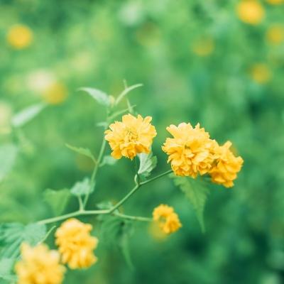 斗破苍穹斗帝之路测试服下载